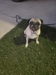 Lost Male Dog last seen Near Tanner Ave Fort Worth , Fort Worth, TX 76116