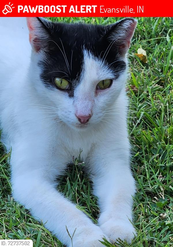 Lost Male Cat last seen Leslie st, Evansville, IN 47712