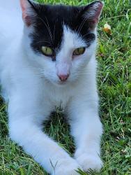 Lost Male Cat last seen Leslie st, Evansville, IN 47712
