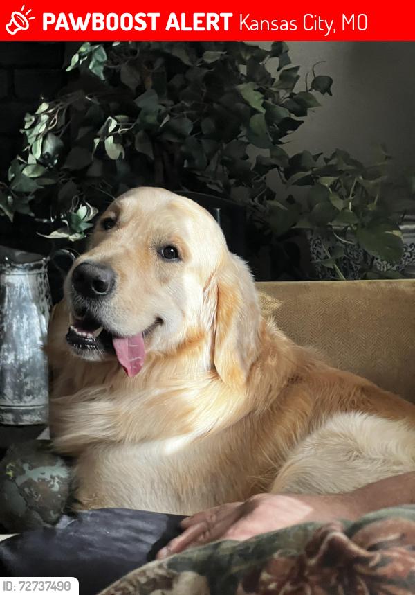 Lost Male Dog last seen 68th street and troost, Kansas City, MO 64118
