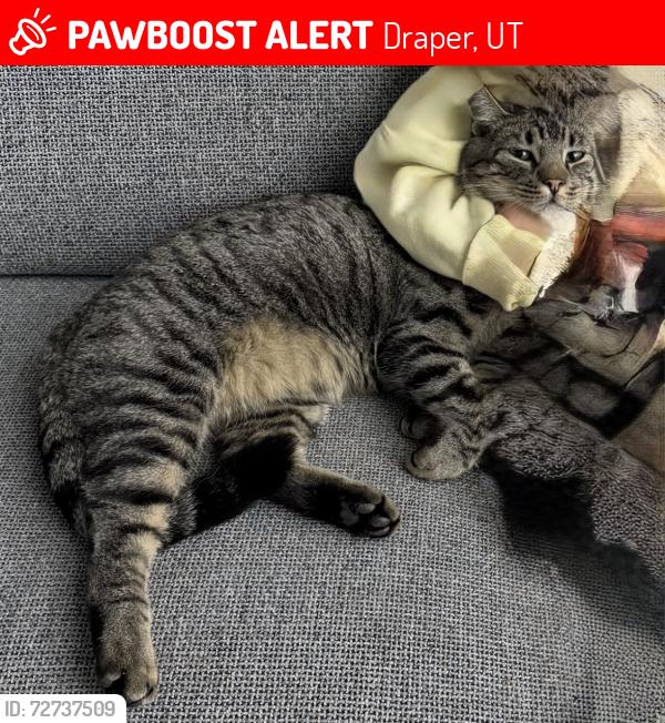 Lost Male Cat last seen Sun rest in Dr, Draper, UT 84020