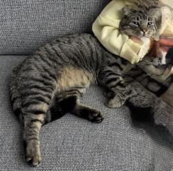 Lost Male Cat last seen Sun rest in Dr, Draper, UT 84020