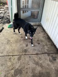 Found/Stray Female Dog last seen Coffeyville tr, Grand Prairie, TX 75052