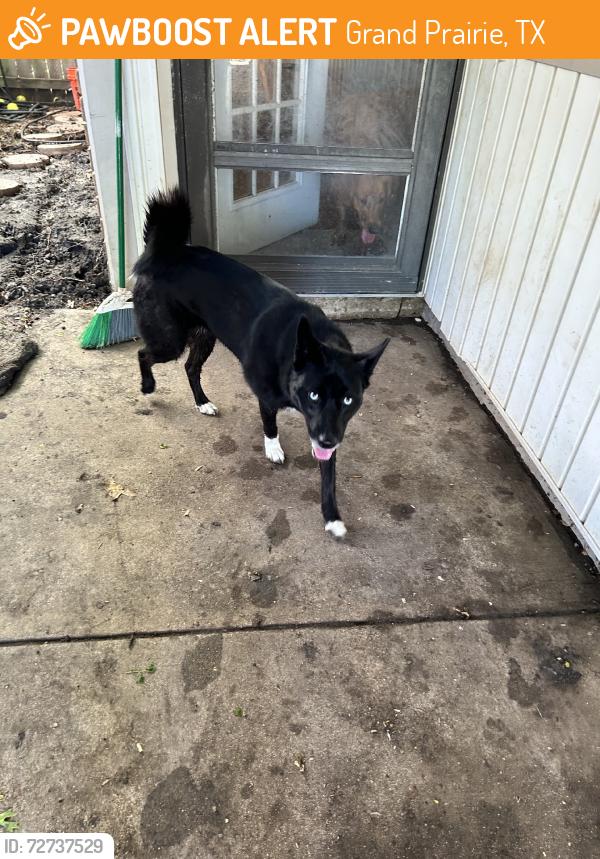 Found/Stray Female Dog last seen Coffeyville tr, Grand Prairie, TX 75052