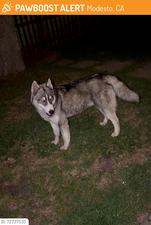 Found/Stray Male Dog last seen Colorado and pelton , Modesto, CA 95351