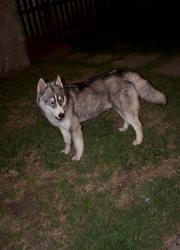 Found/Stray Male Dog last seen Colorado and pelton , Modesto, CA 95351