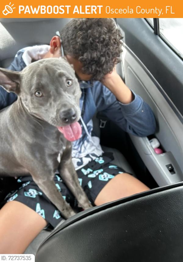 Found/Stray Female Dog last seen Newcastle and clbh 1, Osceola County, FL 34746