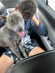 Found/Stray Female Dog last seen Newcastle and clbh 1, Osceola County, FL 34746