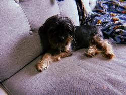 Lost Male Dog last seen mcmurtrey and valley green , Meridian, ID 83646