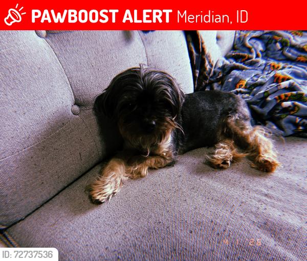 Lost Male Dog last seen mcmurtrey and valley green , Meridian, ID 83646