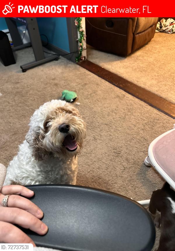 Lost Female Dog last seen Near forest dr Clearwater fl, Clearwater, FL 33763