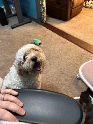 Lost Female Dog last seen Near forest dr Clearwater fl, Clearwater, FL 33763