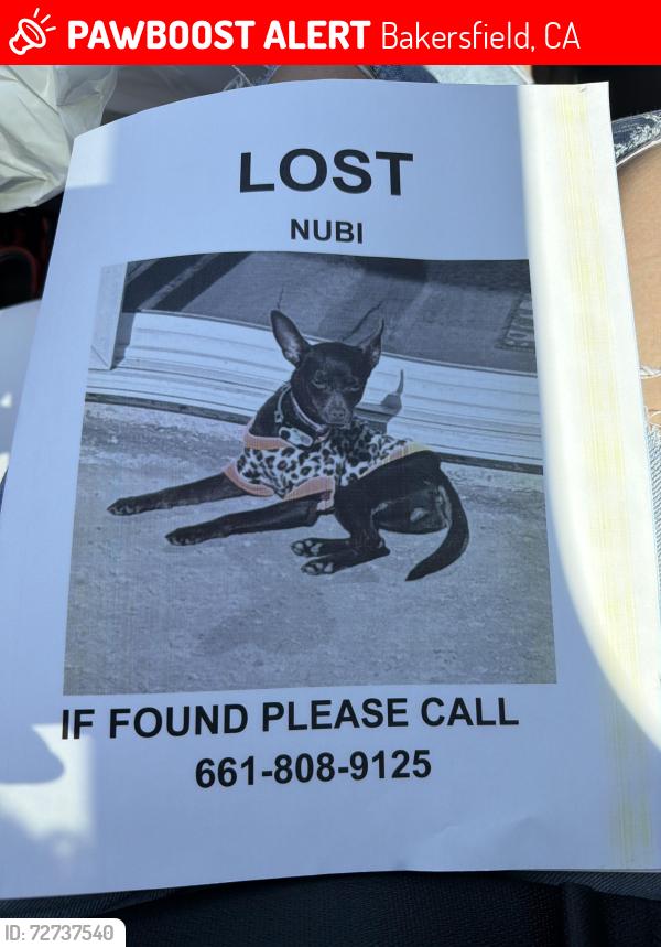 Lost Female Dog last seen McKee and mt ridge, Bakersfield, CA 93313