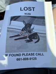 Lost Female Dog last seen McKee and mt ridge, Bakersfield, CA 93313