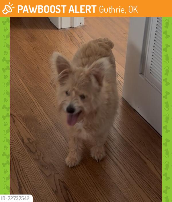 Found/Stray Female Dog last seen Pine and Lincoln, Guthrie, OK 73044