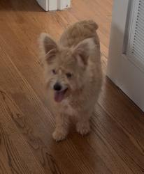 Found/Stray Female Dog last seen Pine and Lincoln, Guthrie, OK 73044