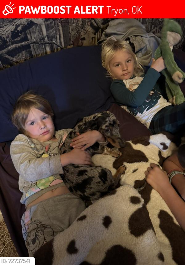 Lost Male Dog last seen Highway 105 Tryon Oklahoma , Tryon, OK 74875
