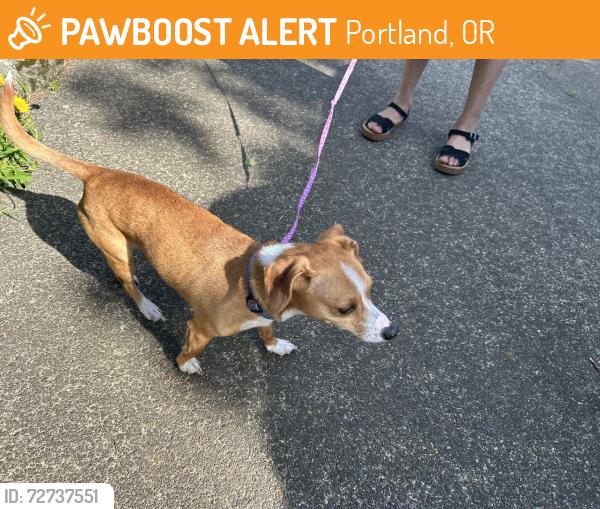Found/Stray Unknown Dog last seen Clackamas St, Portland, OR 97222