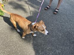 Found/Stray Unknown Dog last seen Clackamas St, Portland, OR 97222