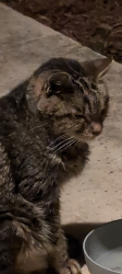 Found/Stray Unknown Cat last seen S s road debary, DeBary, FL 32713