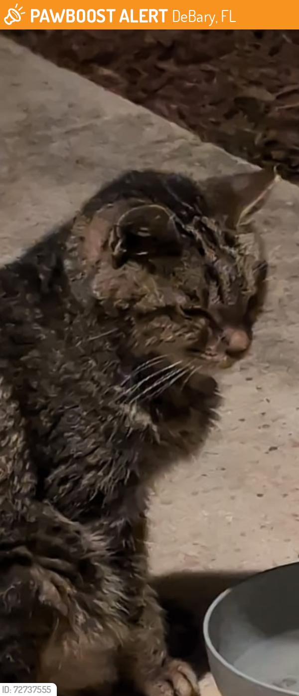 Found/Stray Unknown Cat last seen S s road debary, DeBary, FL 32713