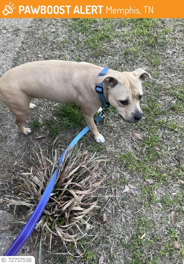 Found/Stray Female Dog last seen University & Pueblo, Memphis, TN 38127
