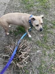 Found/Stray Female Dog last seen University & Pueblo, Memphis, TN 38127
