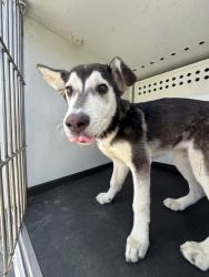 Shelter Stray Male Dog last seen Near BLK ONEILL AV, BAKERSFIELD CA, Bakersfield, CA 93307