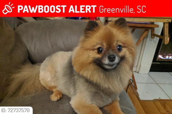 Lost Female Dog last seen Villa Rd Greenville, SC, Greenville, SC 29615