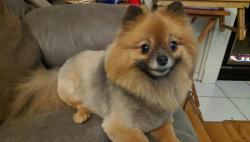 Lost Female Dog last seen Villa Rd Greenville, SC, Greenville, SC 29615