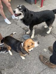 Found/Stray Male Dog last seen 21st St NE, Hickory, NC 28601