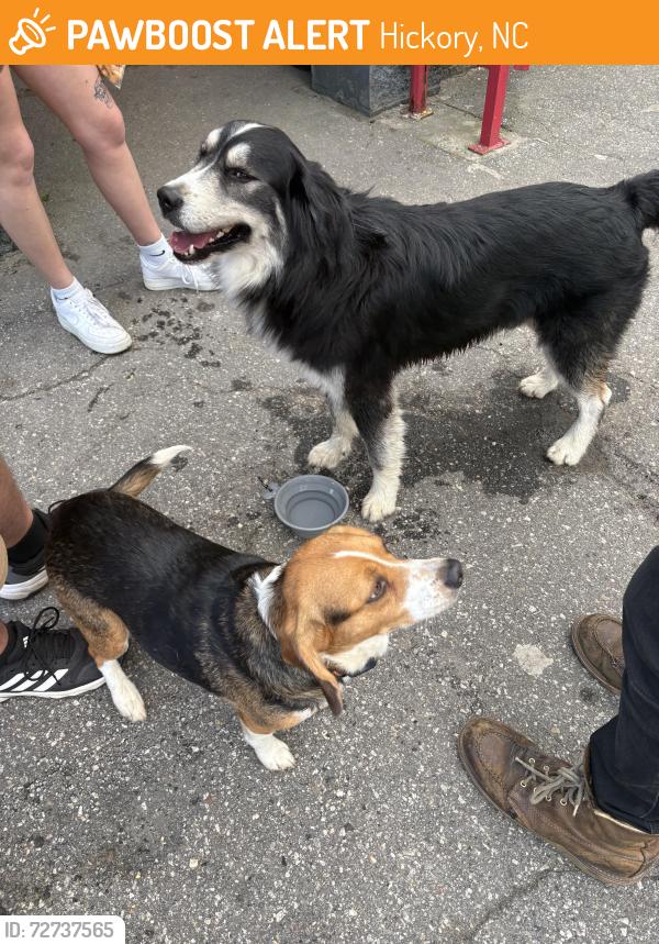 Found/Stray Male Dog last seen 21st St NE, Hickory, NC 28601