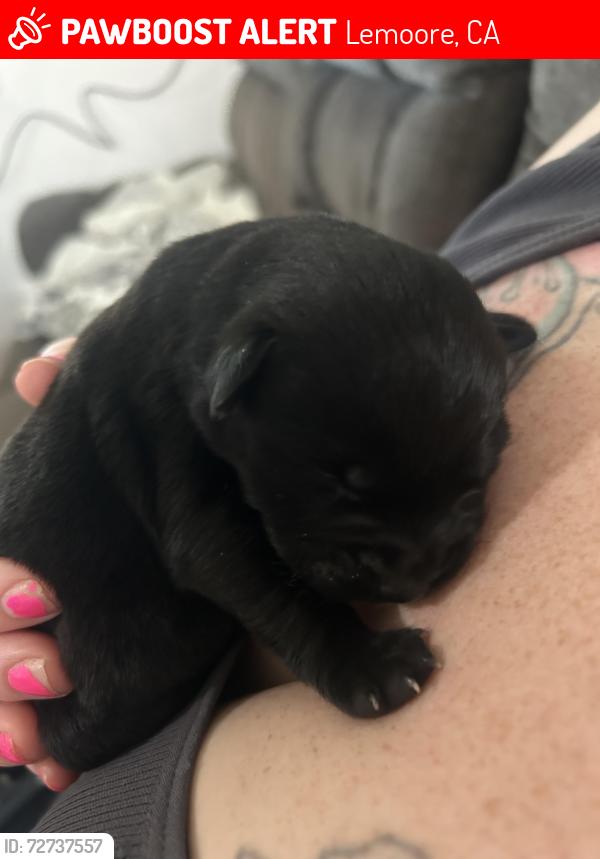 Lost Male Dog last seen Vine, Lemoore, CA 93245