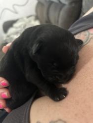 Lost Male Dog last seen Vine, Lemoore, CA 93245