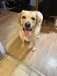Found/Stray Female Dog last seen Scribner Ave and Quaker Rd, Norwalk, CT 06854