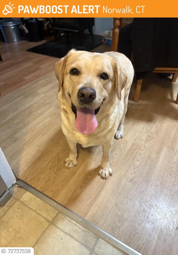 Found/Stray Female Dog last seen Scribner Ave and Quaker Rd, Norwalk, CT 06854