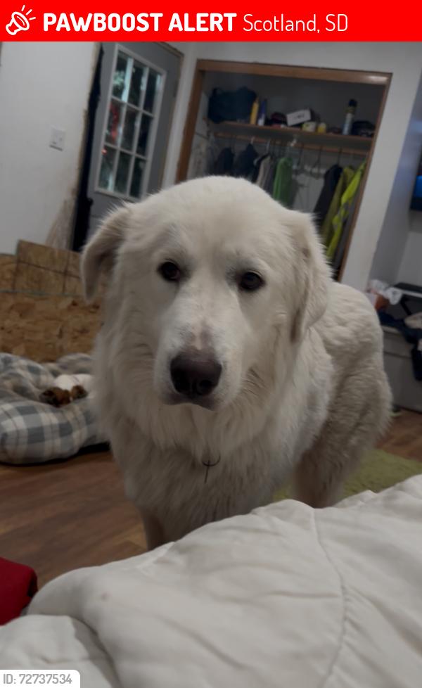 Lost Female Dog last seen 290th st and 416th ave, Scotland, SD 57059