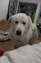 Lost Female Dog last seen 290th st and 416th ave, Scotland, SD 57059