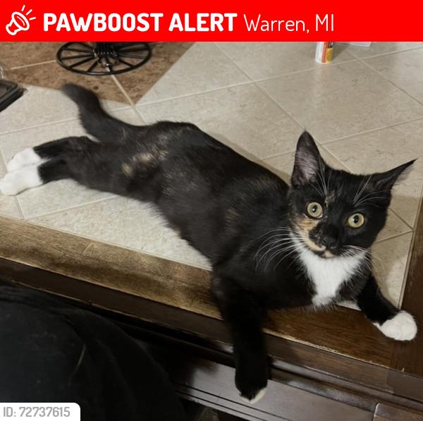 Lost Female Cat last seen 10 mile, Warren, MI 48091