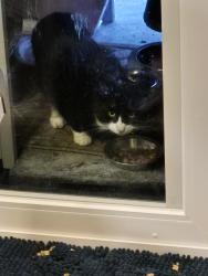 Found/Stray Unknown Cat last seen Rt 94, Franklin, NJ 07416