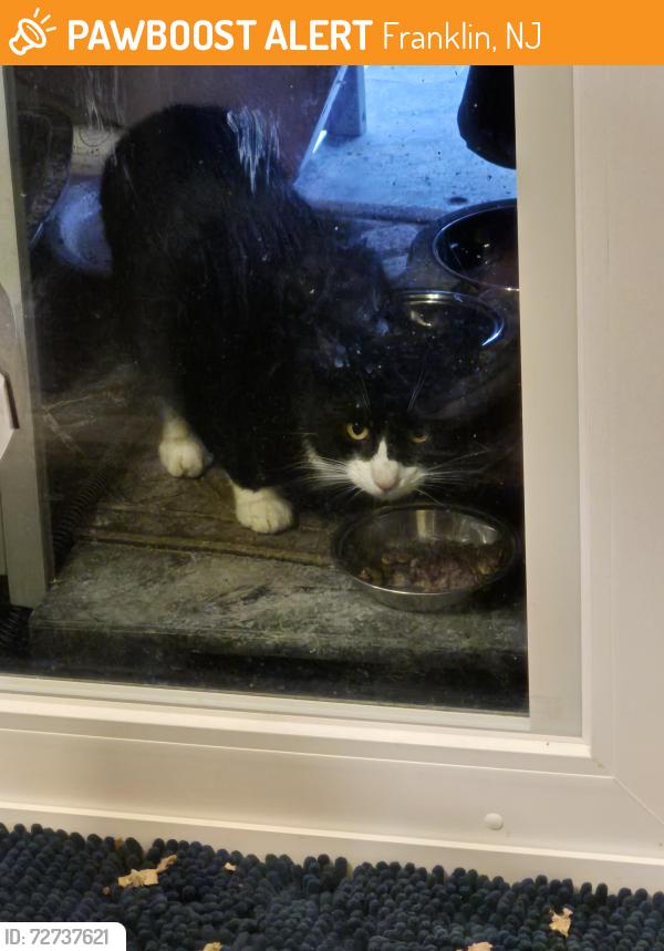 Found/Stray Unknown Cat last seen Rt 94, Franklin, NJ 07416