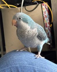Lost Male Bird last seen Inwood , Winter Haven, FL 33881