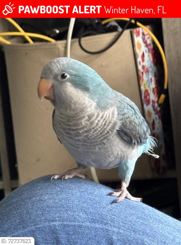 Lost Male Bird last seen Inwood , Winter Haven, FL 33881