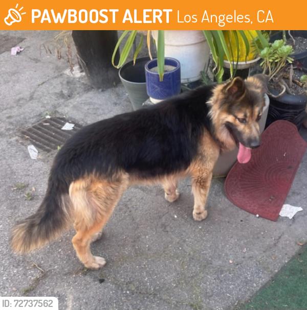 Found/Stray Male Dog last seen Leimert Park, Los Angeles, CA 90008