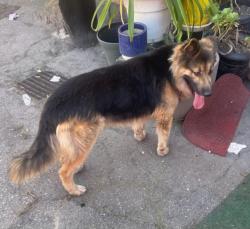 Found/Stray Male Dog last seen Leimert Park, Los Angeles, CA 90008
