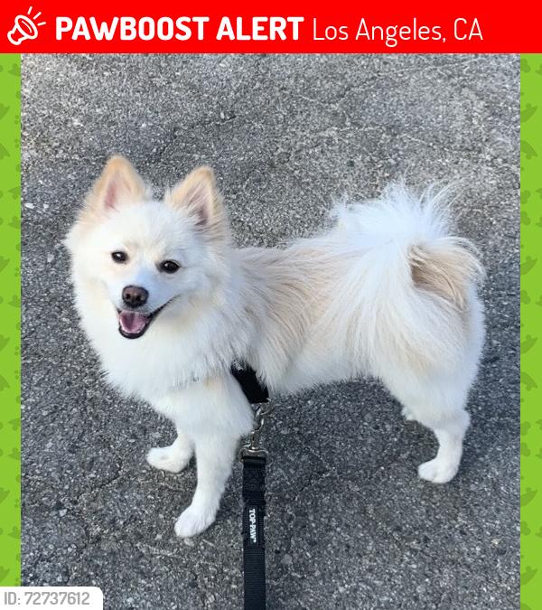 Lost Female Dog last seen Sunland and Crockett Street, Los Angeles, CA 91605