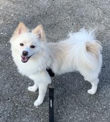 Lost Female Dog last seen Sunland and Crockett Street, Los Angeles, CA 91605