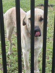 Found/Stray Male Dog last seen Highway 135, Cherokee County, TX 75766