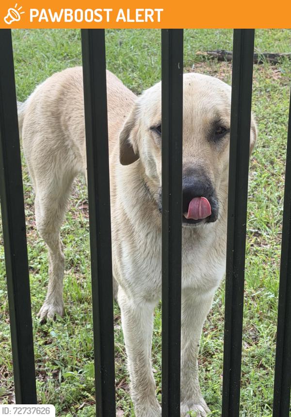 Found/Stray Male Dog last seen Highway 135, Cherokee County, TX 75766