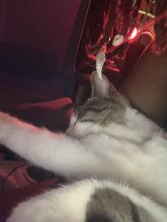 Lost Male Cat last seen Eldron, Palm Bay, FL 32909